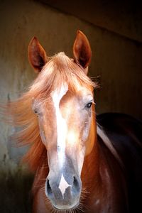 Close-up portrait of horse