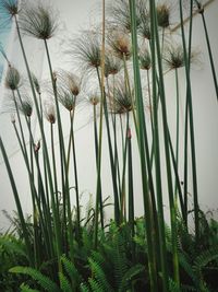 Low angle view of plants growing against sky