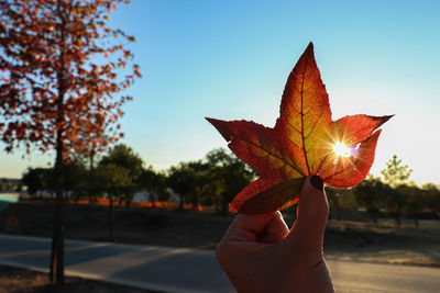 Close-up of hand holding maple leaf during autumn