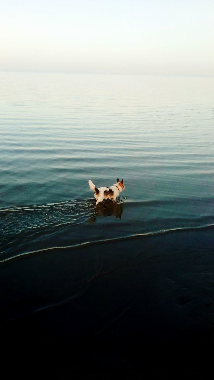 DOG ON THE SEA