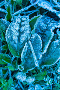 Close-up of frozen plant leaves