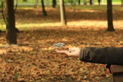 Man holding umbrella on field in forest