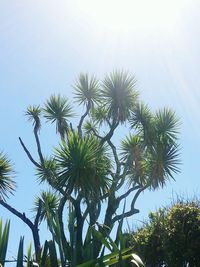 Low angle view of palm trees