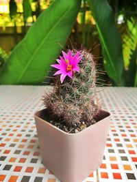 Close-up of purple potted plant