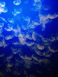 Close-up of jellyfish in sea