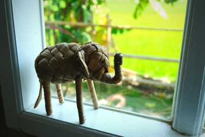 Close-up of an animal on window sill