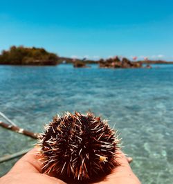Cropped hand holding urchin at beach
