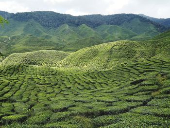 Scenic view of agricultural field