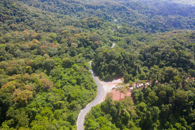 High angle view of trees in forest