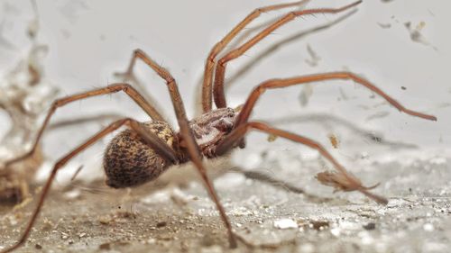 Close-up of spider