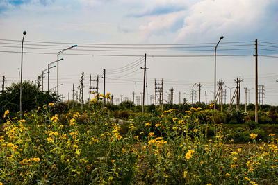 Scenic view of flowering plants on field against sky