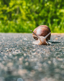 Close-up of snail