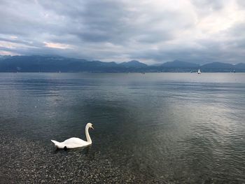 Swan in lake against sky