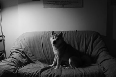 Portrait of cat sitting on bed at home