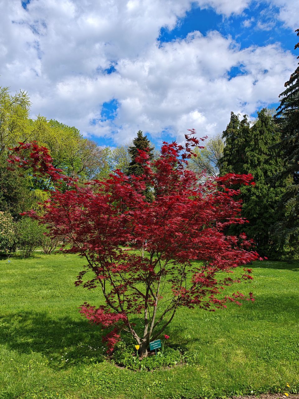 plant, tree, cloud, flower, nature, sky, beauty in nature, leaf, grass, meadow, autumn, growth, flowering plant, green, landscape, no people, environment, garden, scenics - nature, red, day, tranquility, land, blossom, shrub, outdoors, field, tranquil scene, freshness, multi colored, springtime, non-urban scene, park