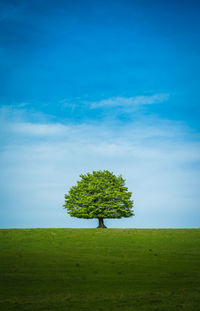 Tree on field against sky