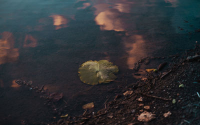 High angle view of dry leaves on field