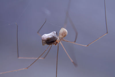 Close-up of insect