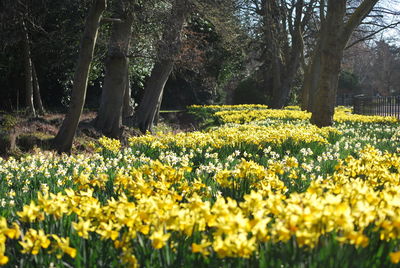 Yellow flowers blooming in field