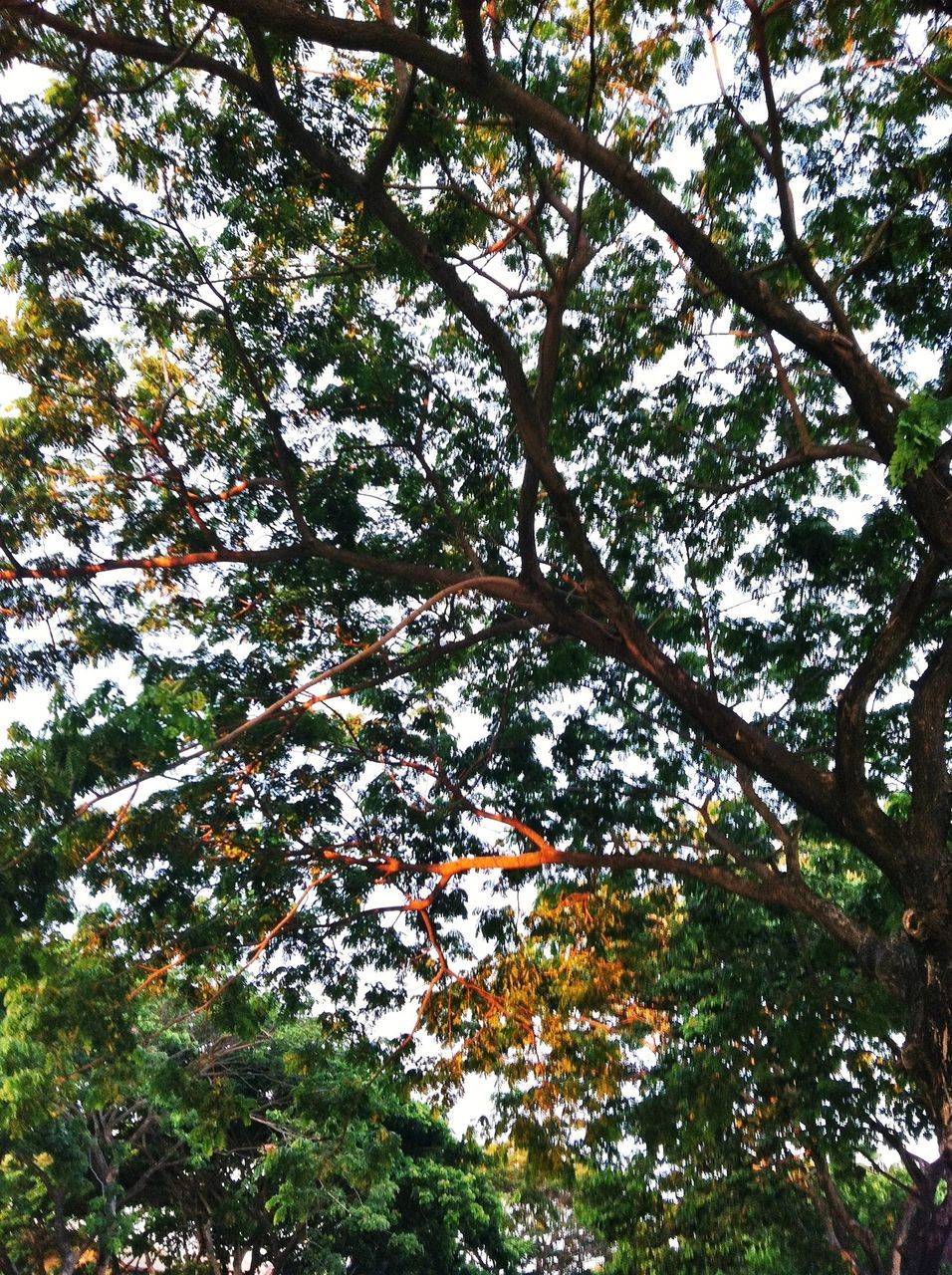 tree, low angle view, branch, growth, nature, beauty in nature, tranquility, autumn, green color, change, leaf, lush foliage, forest, day, scenics, no people, outdoors, tranquil scene, full frame, backgrounds