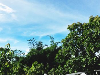 Low angle view of trees against sky