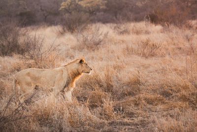 Side view of lioness on grass