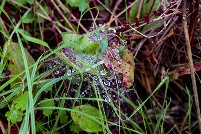 Close-up of raindrops on grass