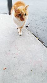 High angle view of cat walking on street