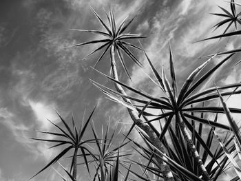 Low angle view of plants against sky