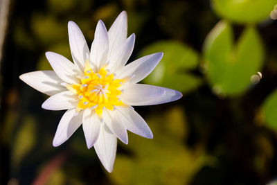 Close-up of white flowering plant