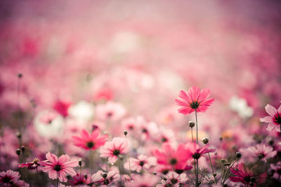 Close-up of pink cosmos flowers