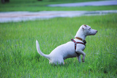 Dog in a field