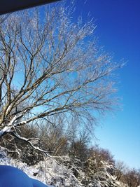 Low angle view of bare trees against blue sky