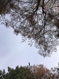 Low angle view of flowering tree against sky