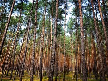 Low angle view of pine trees in forest