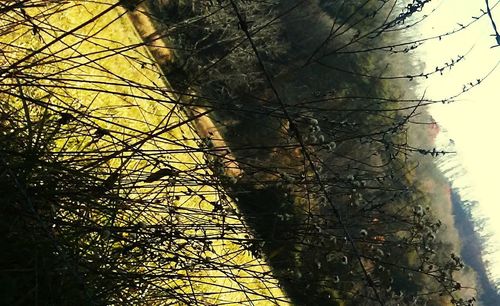 Bare trees in forest during winter