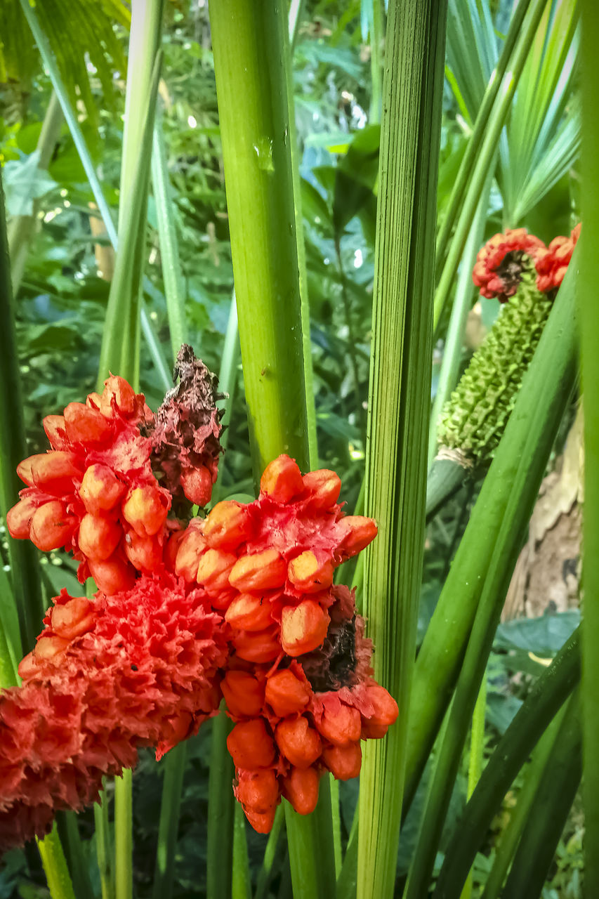 plant, growth, flower, flowering plant, beauty in nature, freshness, nature, close-up, green, no people, red, day, fragility, plant part, leaf, garden, petal, food, outdoors, produce, flower head, botany, inflorescence, food and drink