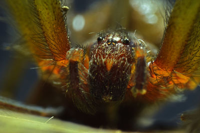 Close-up of spider