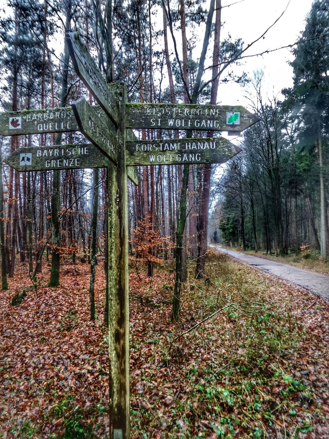 Spessart Forest