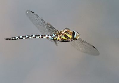 Close-up of dragonfly