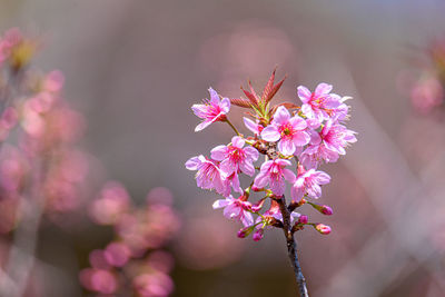 Close-up of pink cherry blossoms