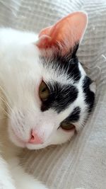 Close-up portrait of cat on bed