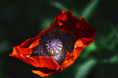 Close-up of red rose