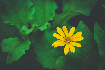 Close-up of yellow flowering plant