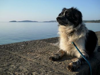 Dog standing on beach