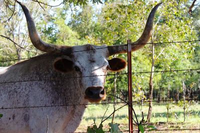 Portrait of a bull