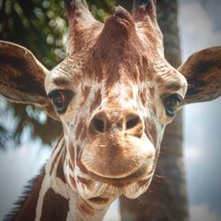 Close-up portrait of giraffe