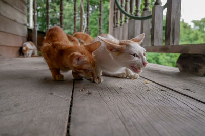 Two cats on footpath