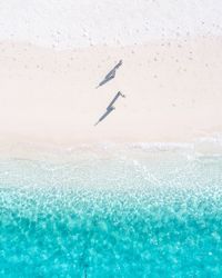 Bird flying over sea against sky