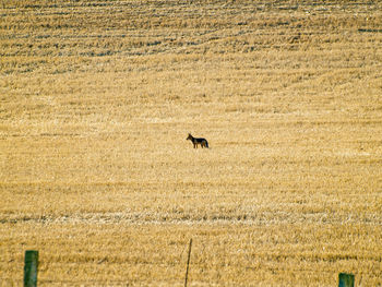 Bird perching on landscape